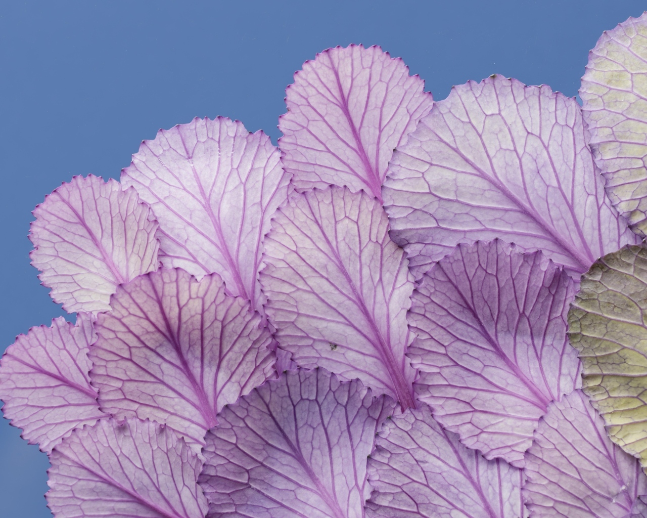 Листья капусты на синем фоне