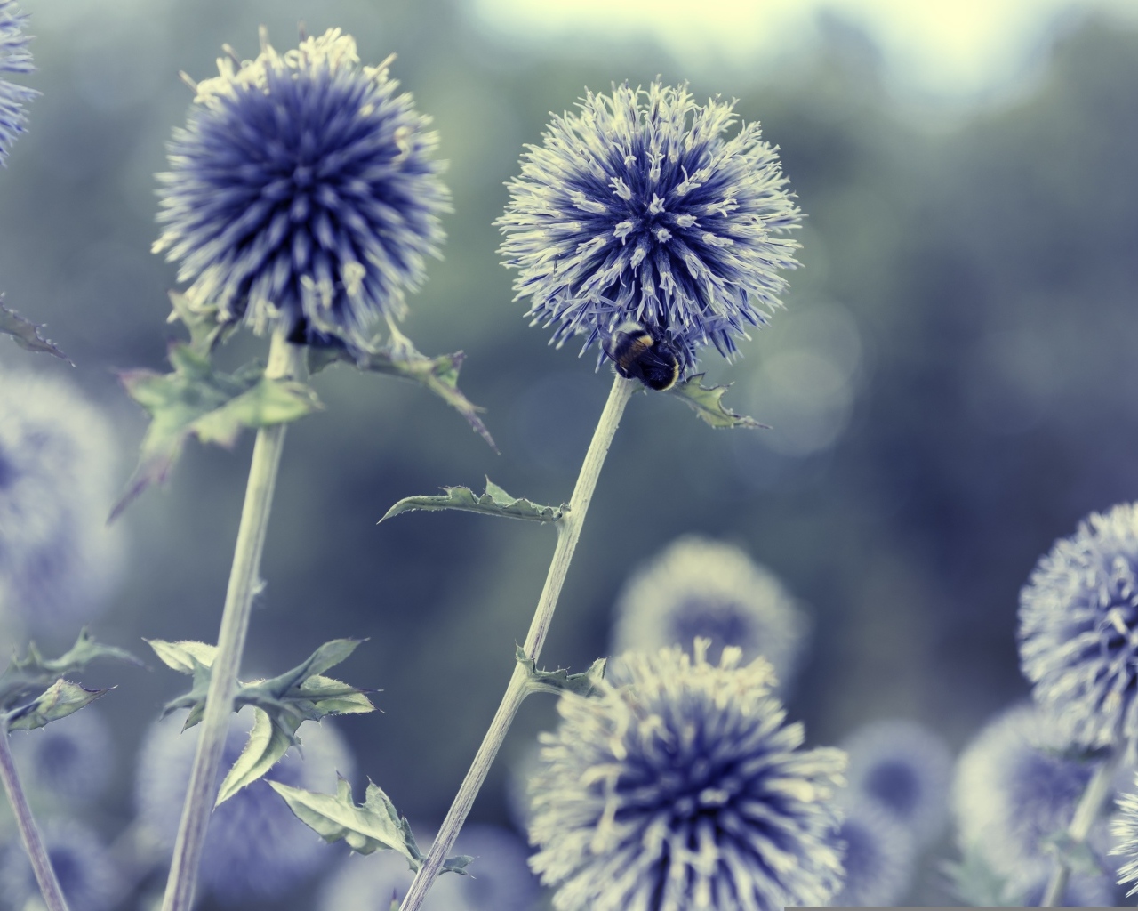 Колючие шарики чертополоха крупным планом