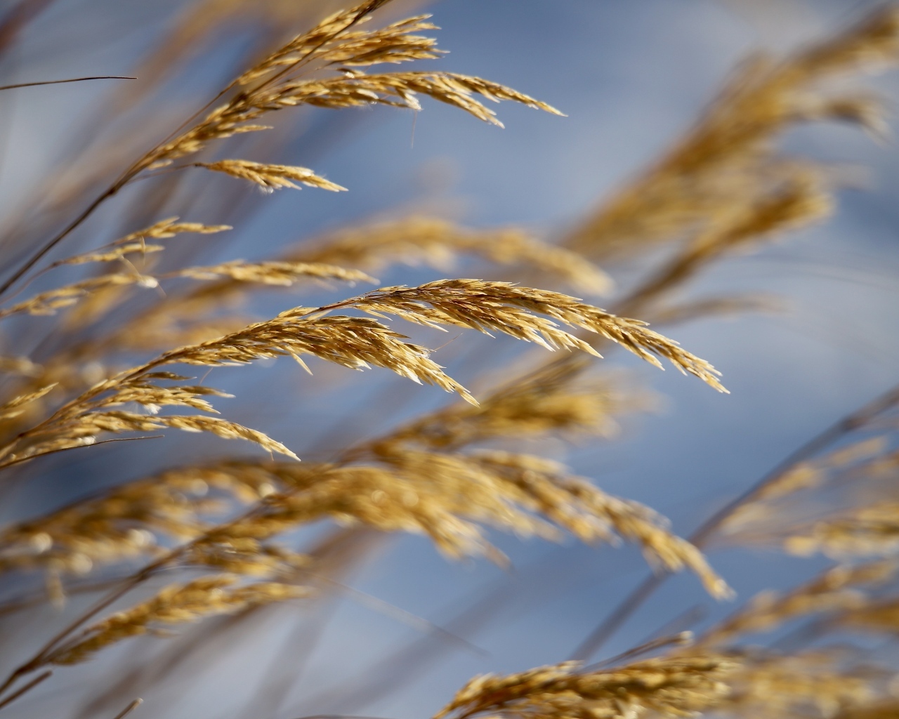 Колосья полевой травы крупным планом