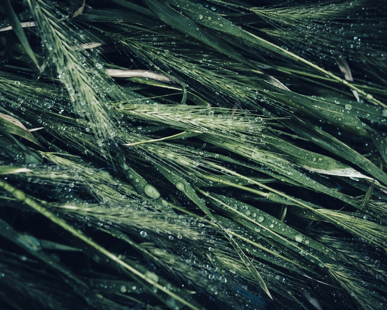 Зеленые колосья травы в каплях дождя