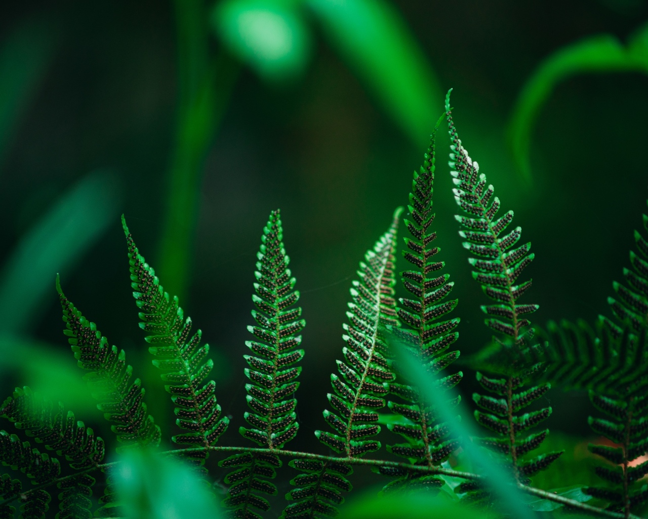 Зеленые листья папоротника крупным планом