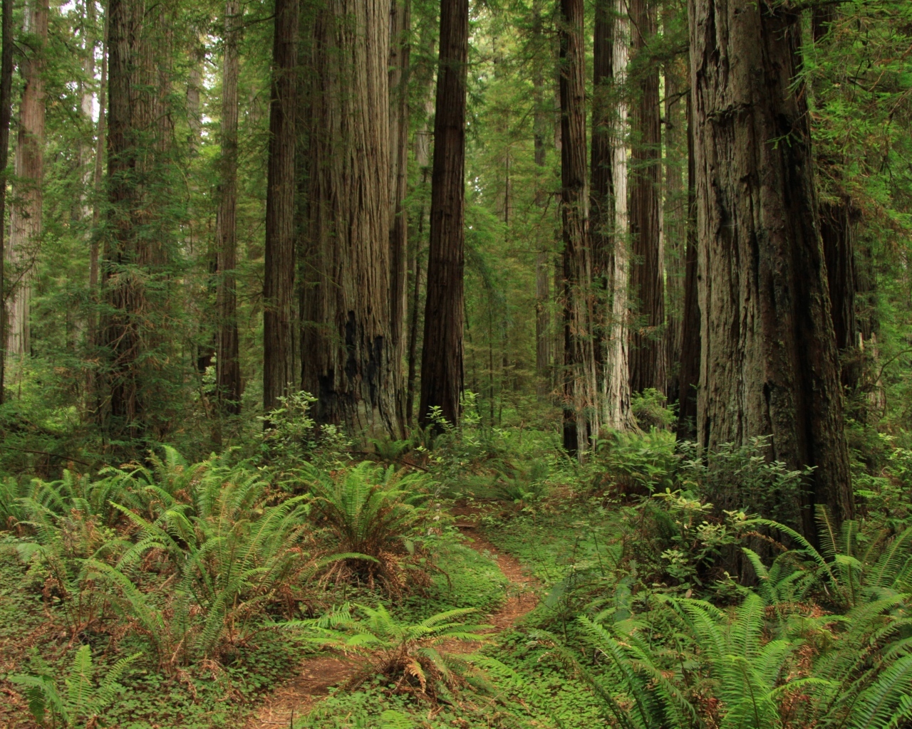 Зеленый папоротник с деревьями в лесу