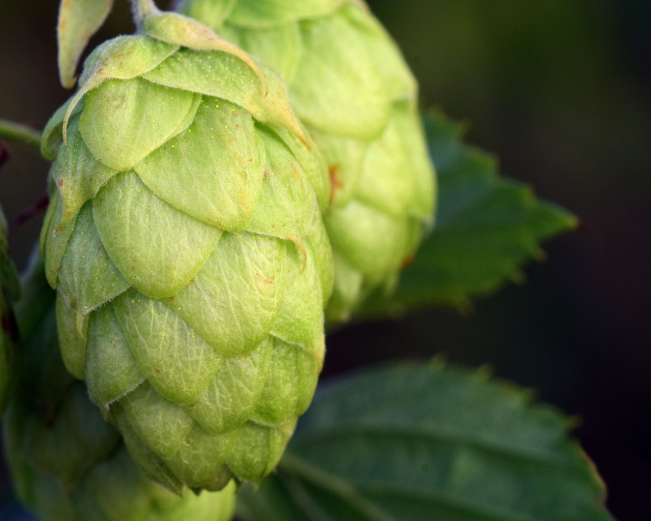 Зеленые шишки хмеля крупным планом