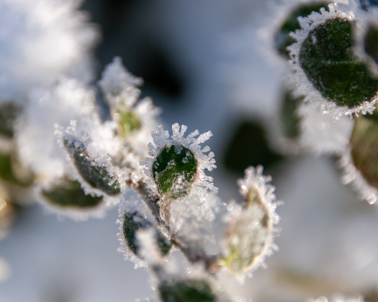 Зеленые листья покрытые холодным инеем