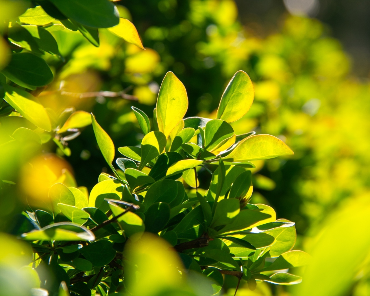 Зеленые листья барбариса на кусте