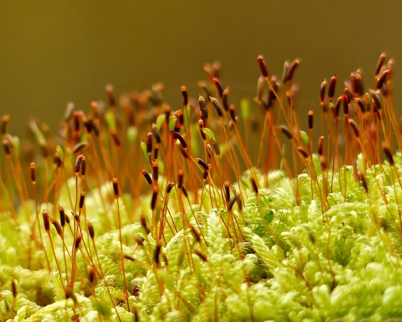 Зеленый мох на земле крупным планом