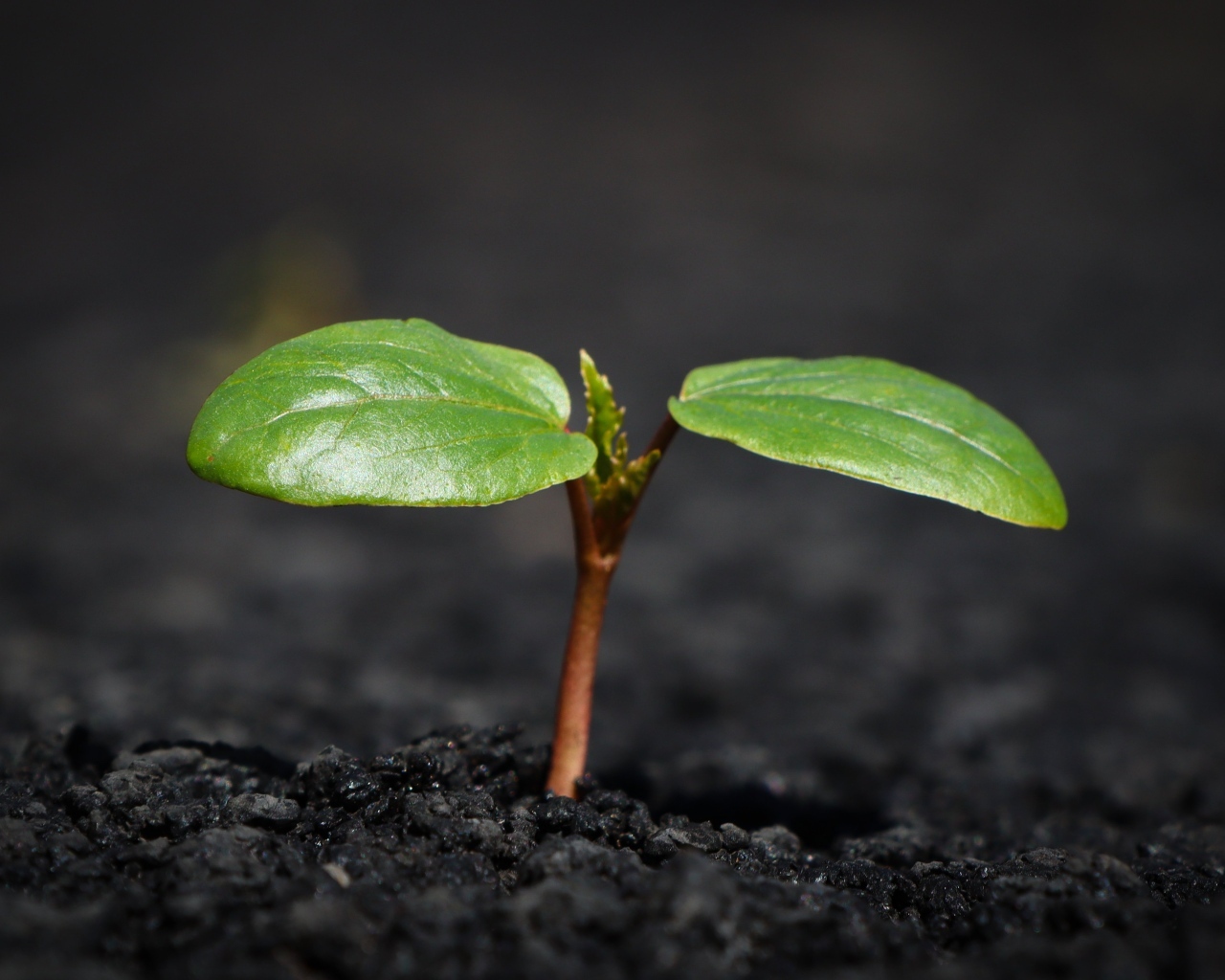 Зеленое маленькое растение на земле