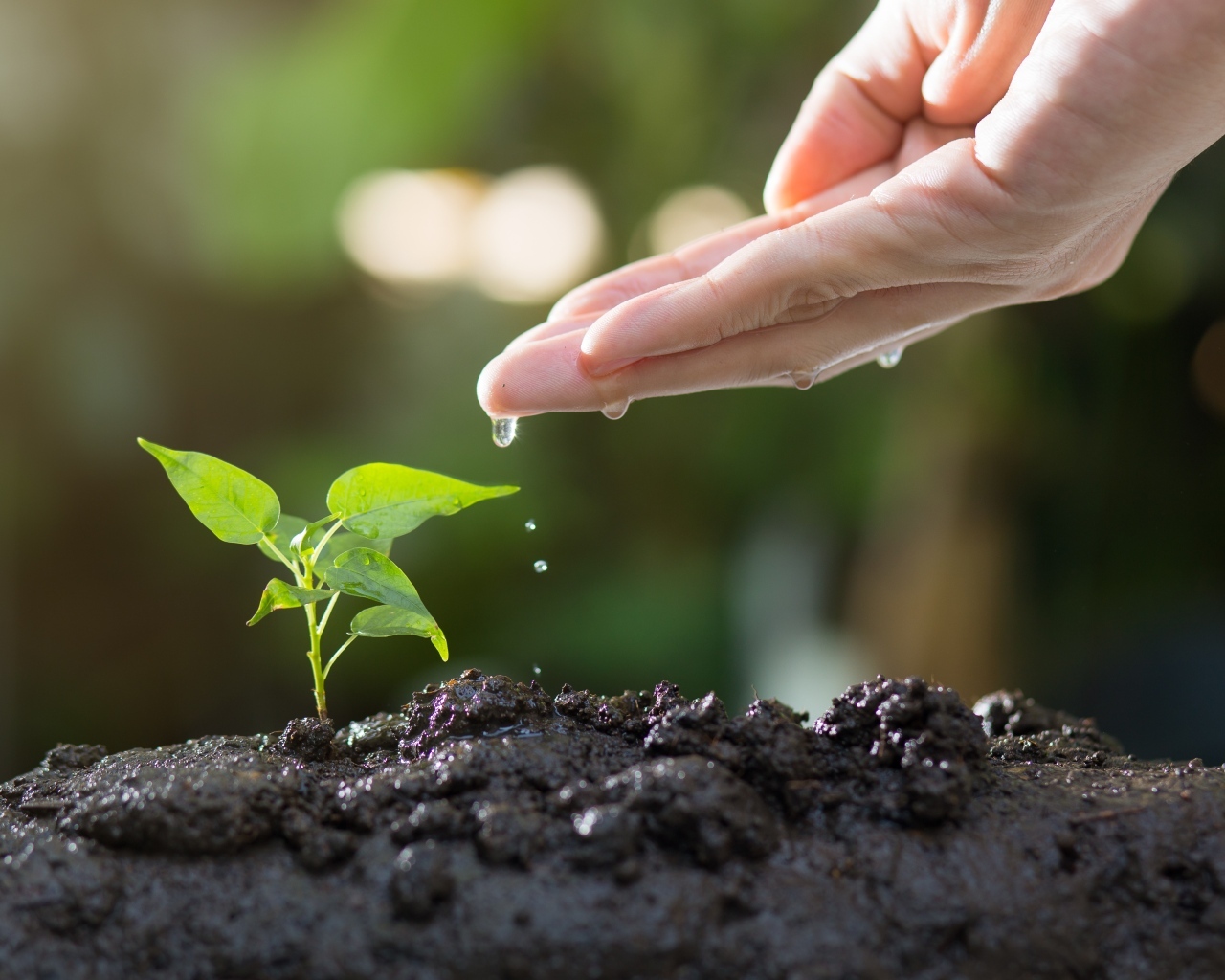 Зеленый росток поливают из ладони