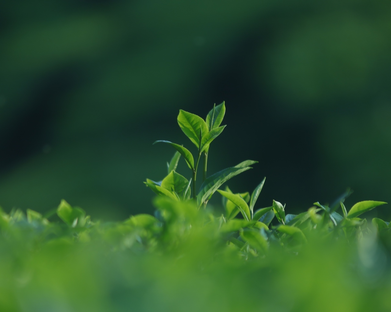 Зеленые листья чая на плантации