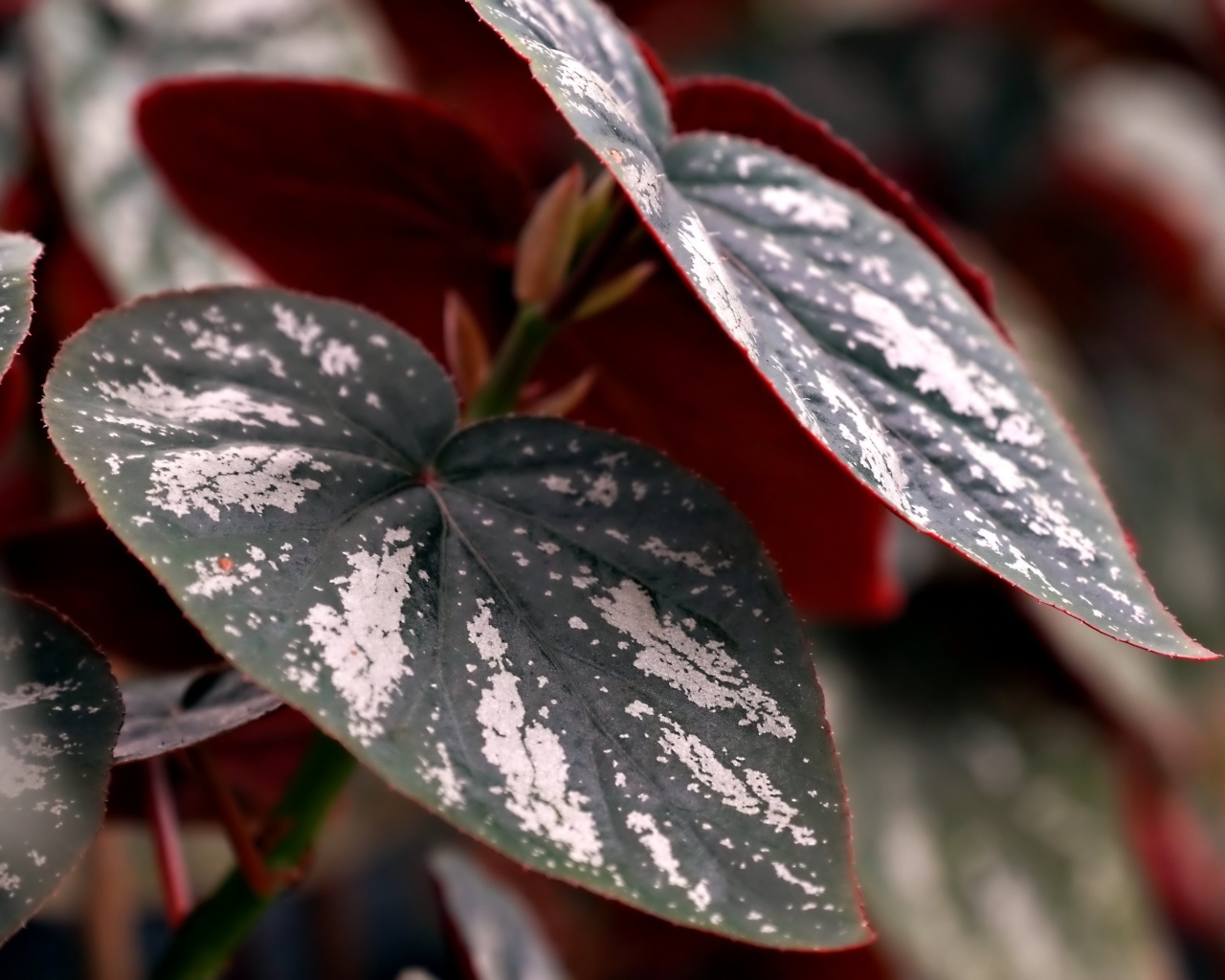 Огромные зеленые с белыми полосками листья растения