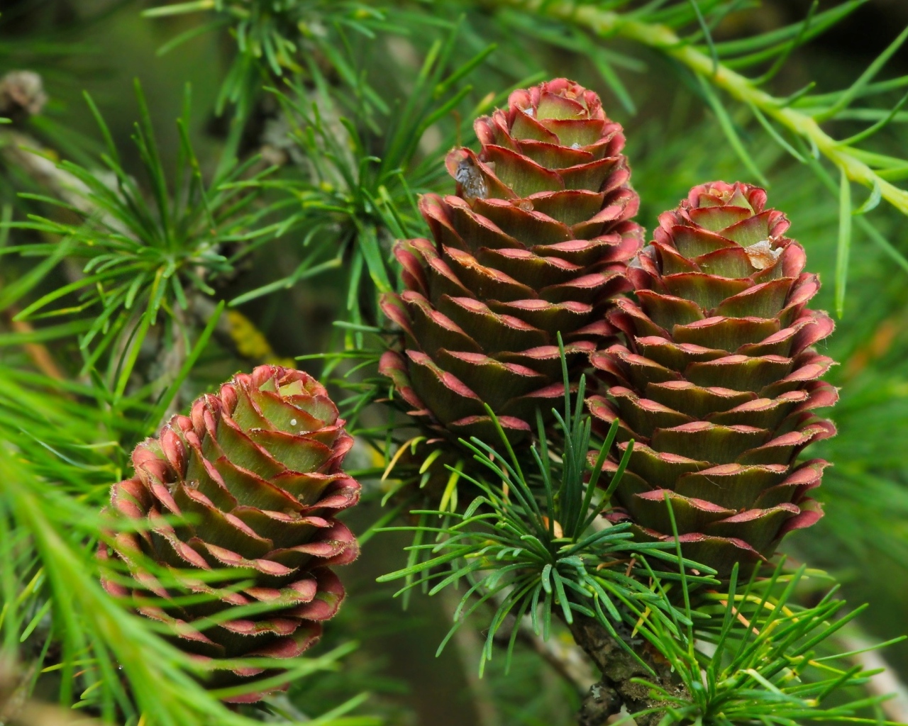 Большие шишки на ветках хвойного дерева