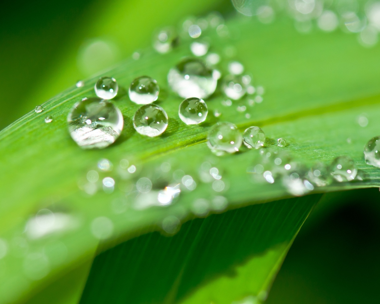 Много капель воды на зеленом листке