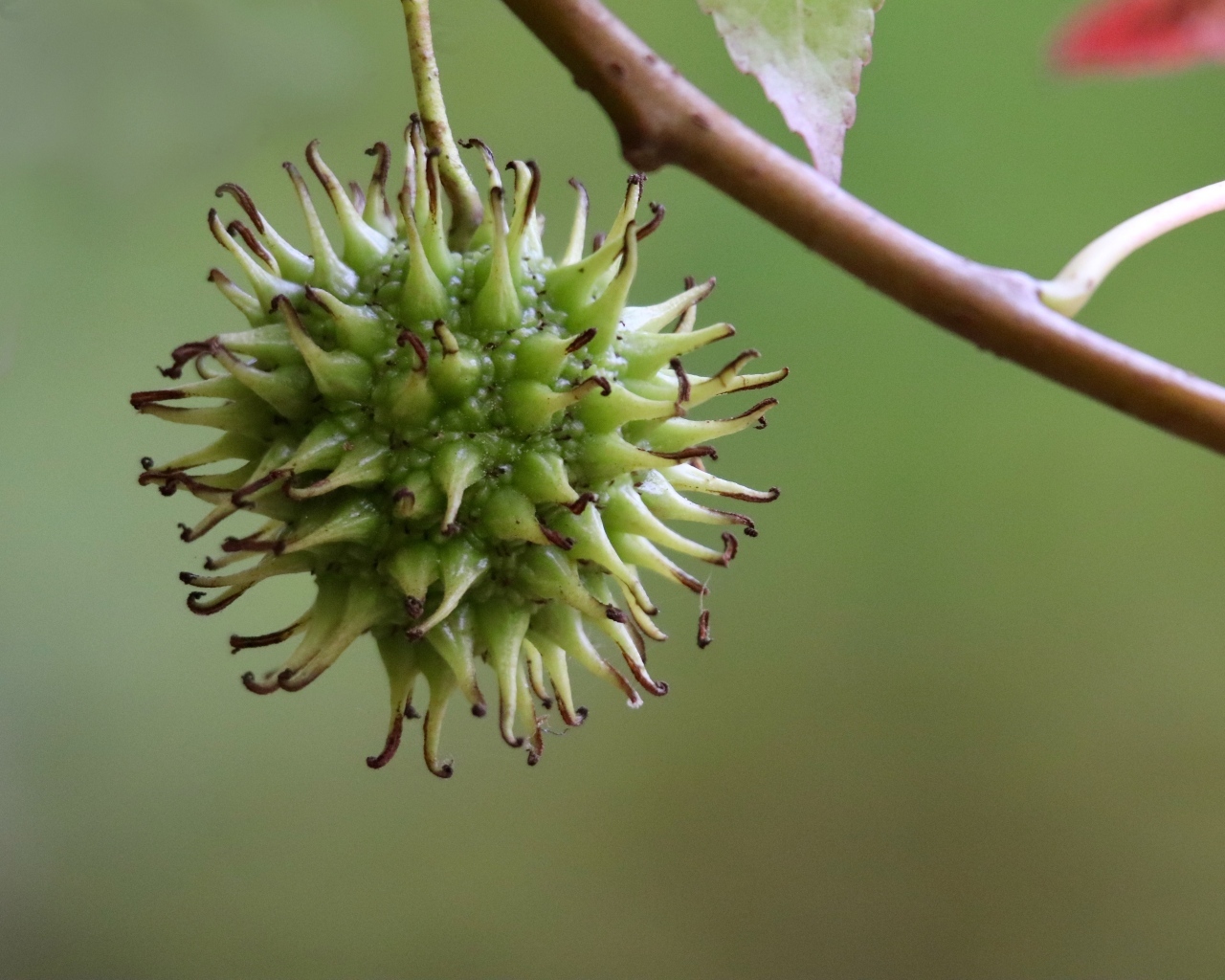 Колючий плод на ветке дерева