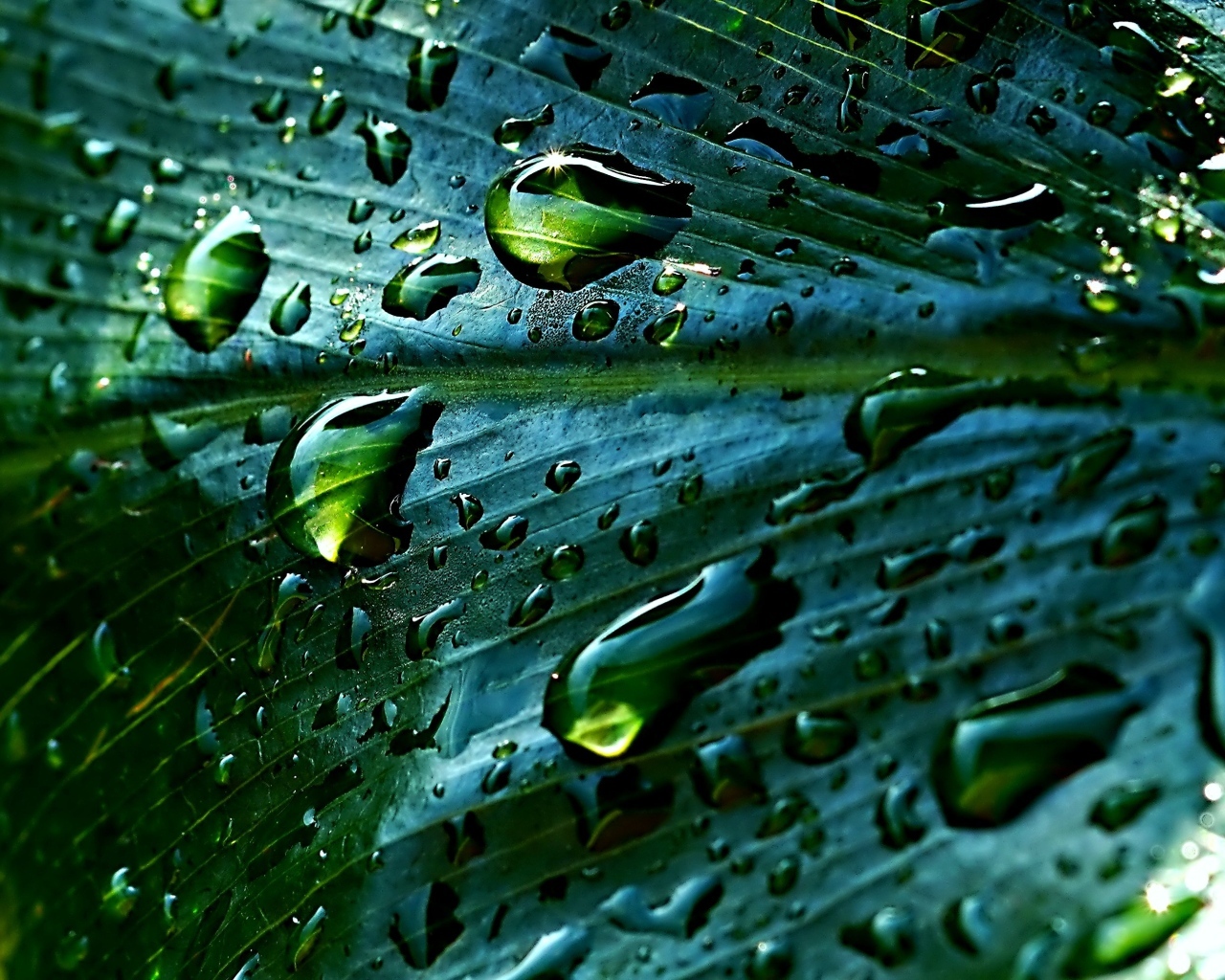 Дождевые капли на зеленом листке