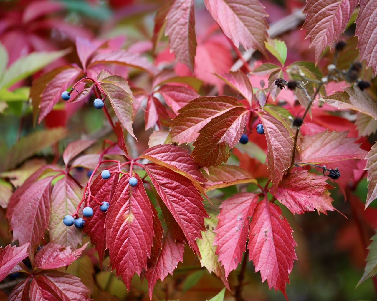 Красные листья дикого винограда