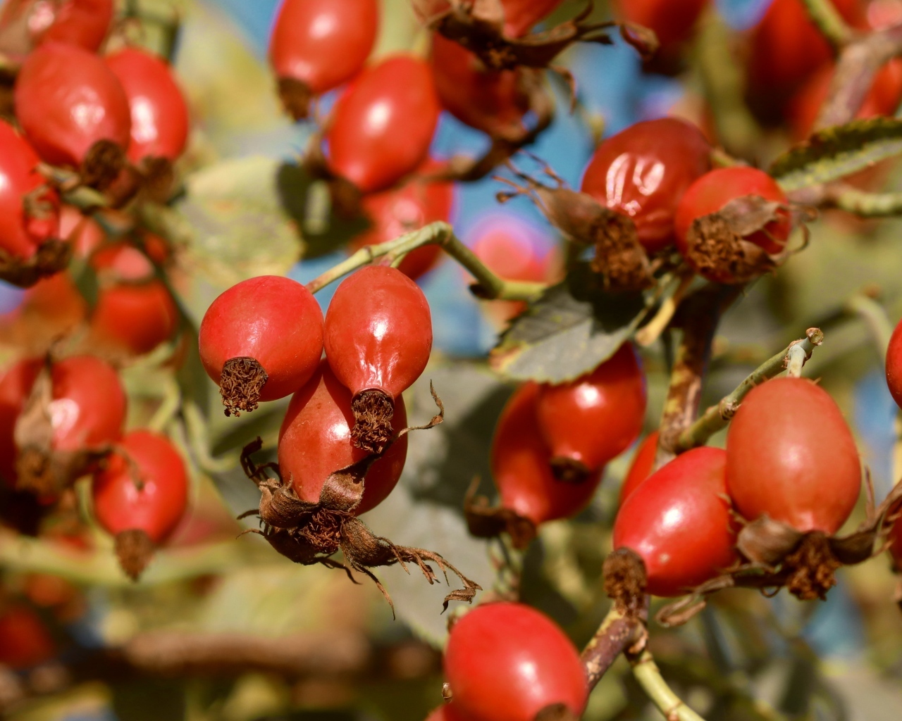 Красные ягоды шиповника на ветках