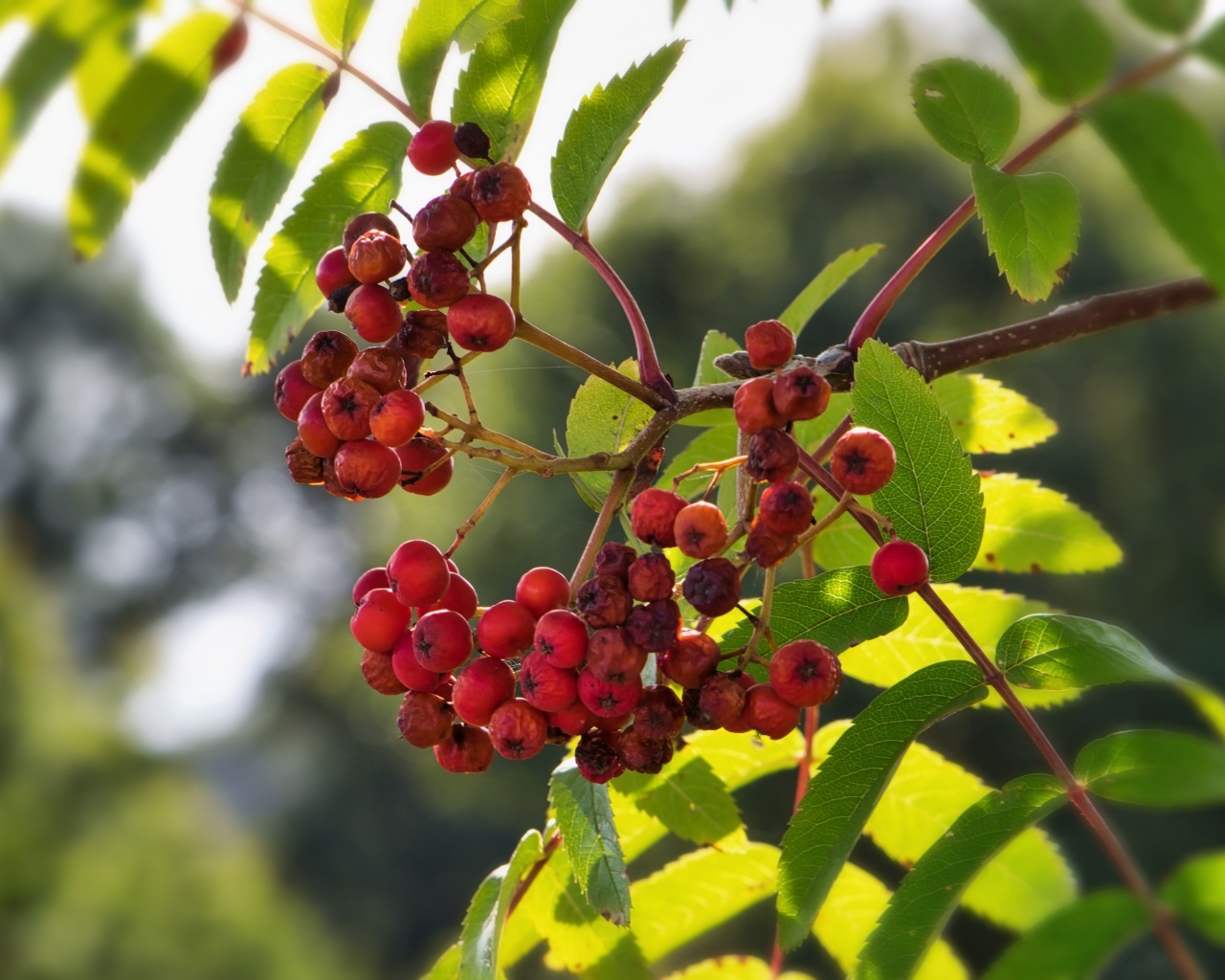 Красные ягоды рябины на ветке крупным планом