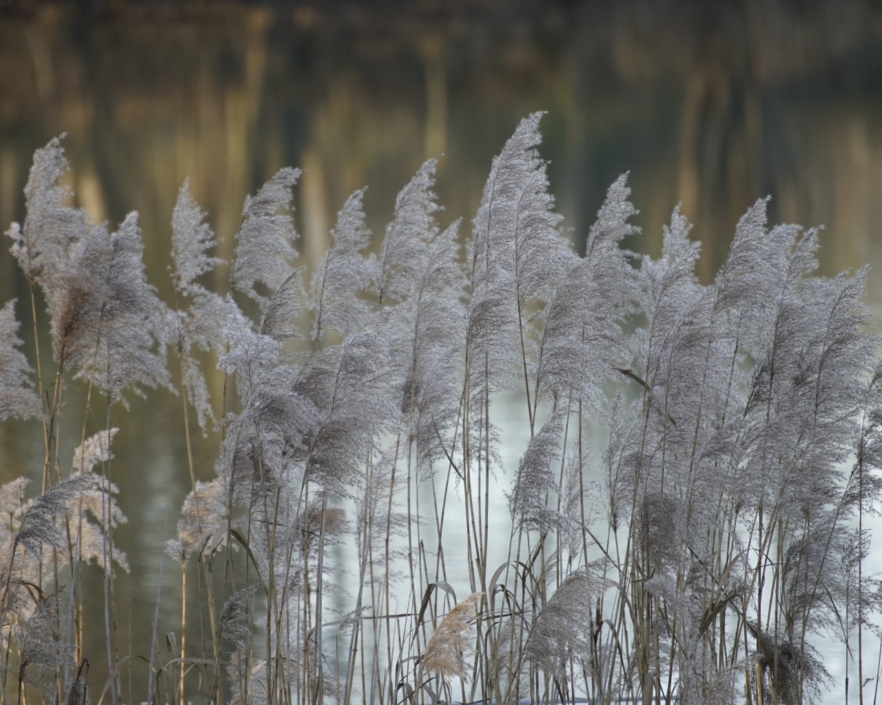 Колосья тростника у воды