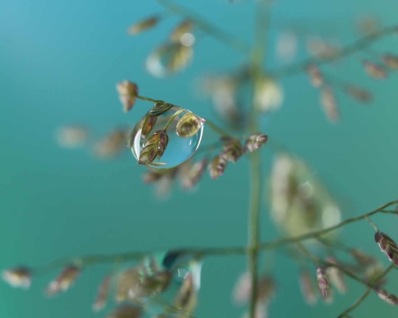 Прозрачная капля на колоске 