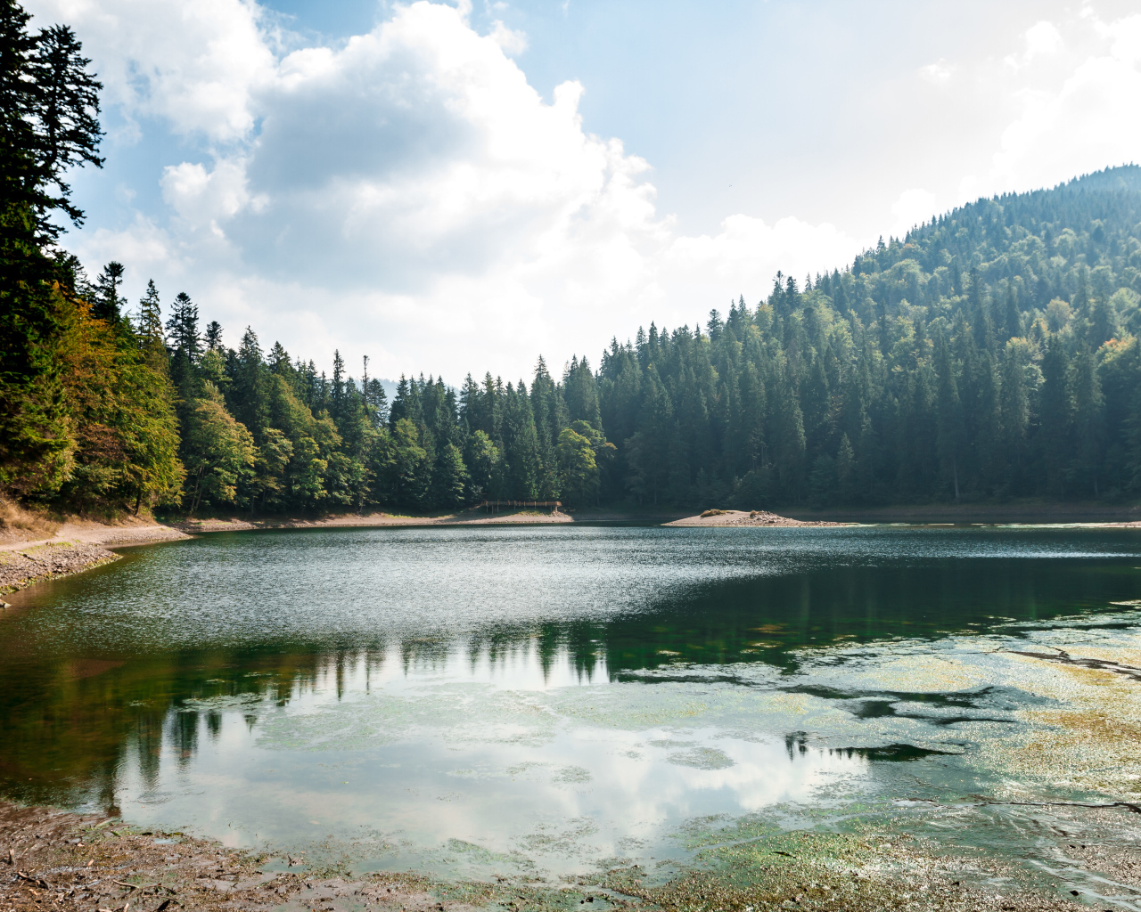 Лесное озеро покрывается тиной на берегу