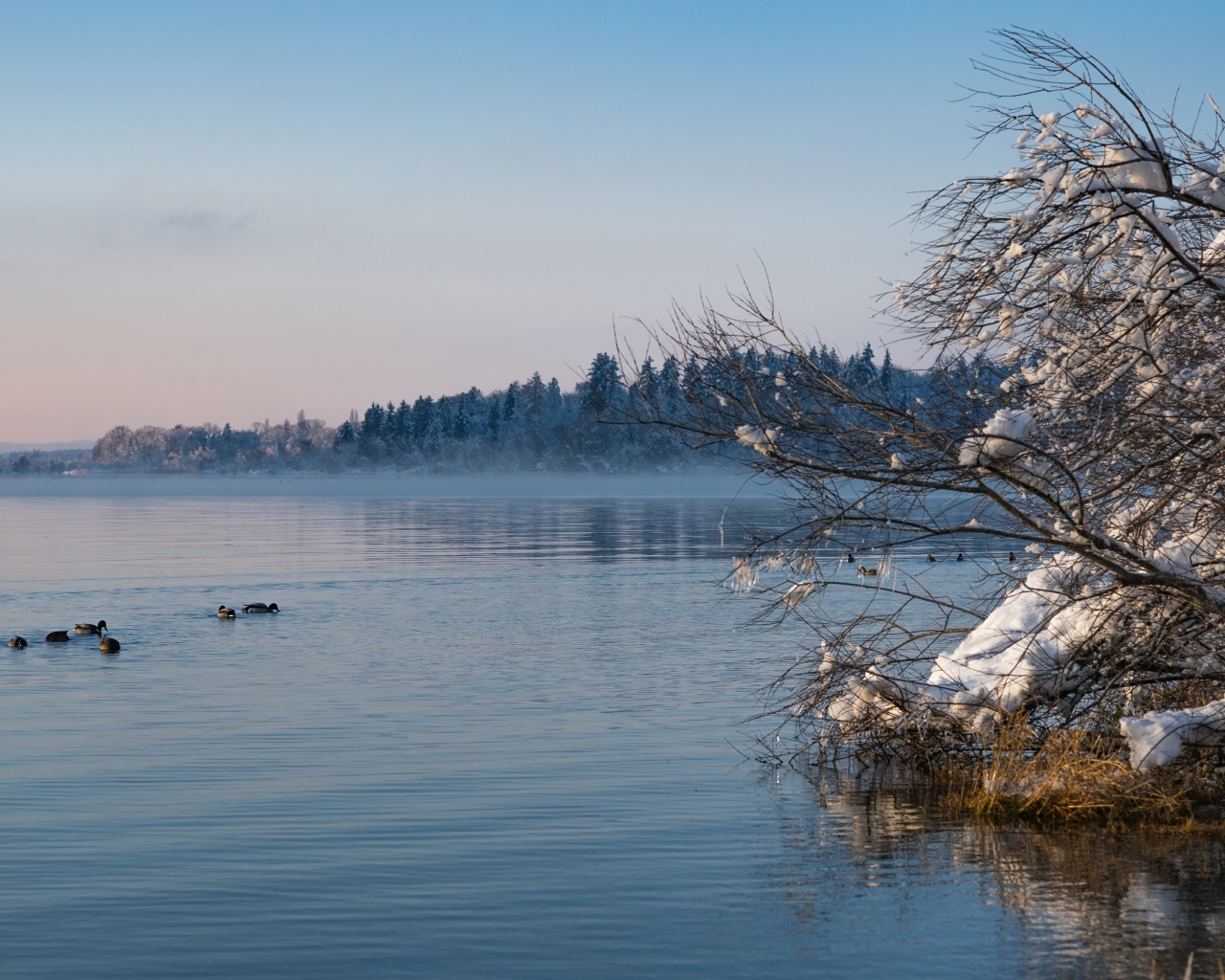 Заснеженные ветки дерева у озера