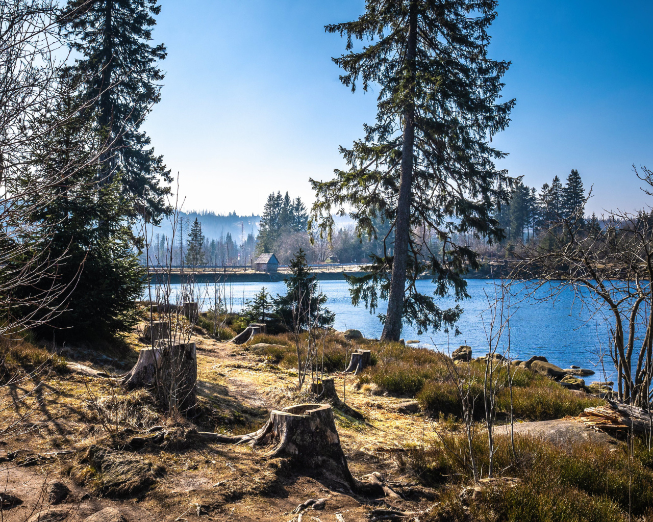Ели у реки в холодном весеннем парке