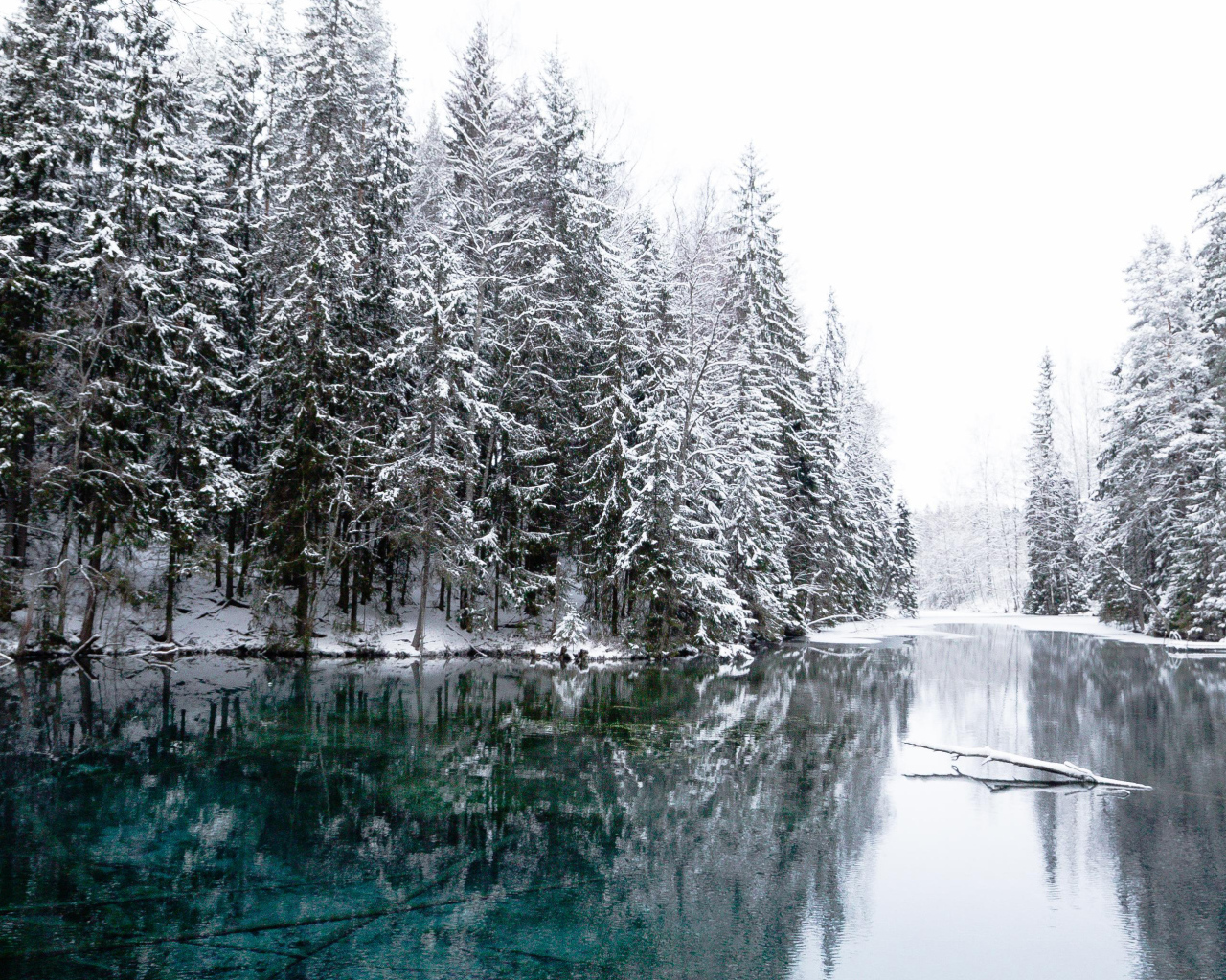 Высокие заснеженные ели  у реки зимой