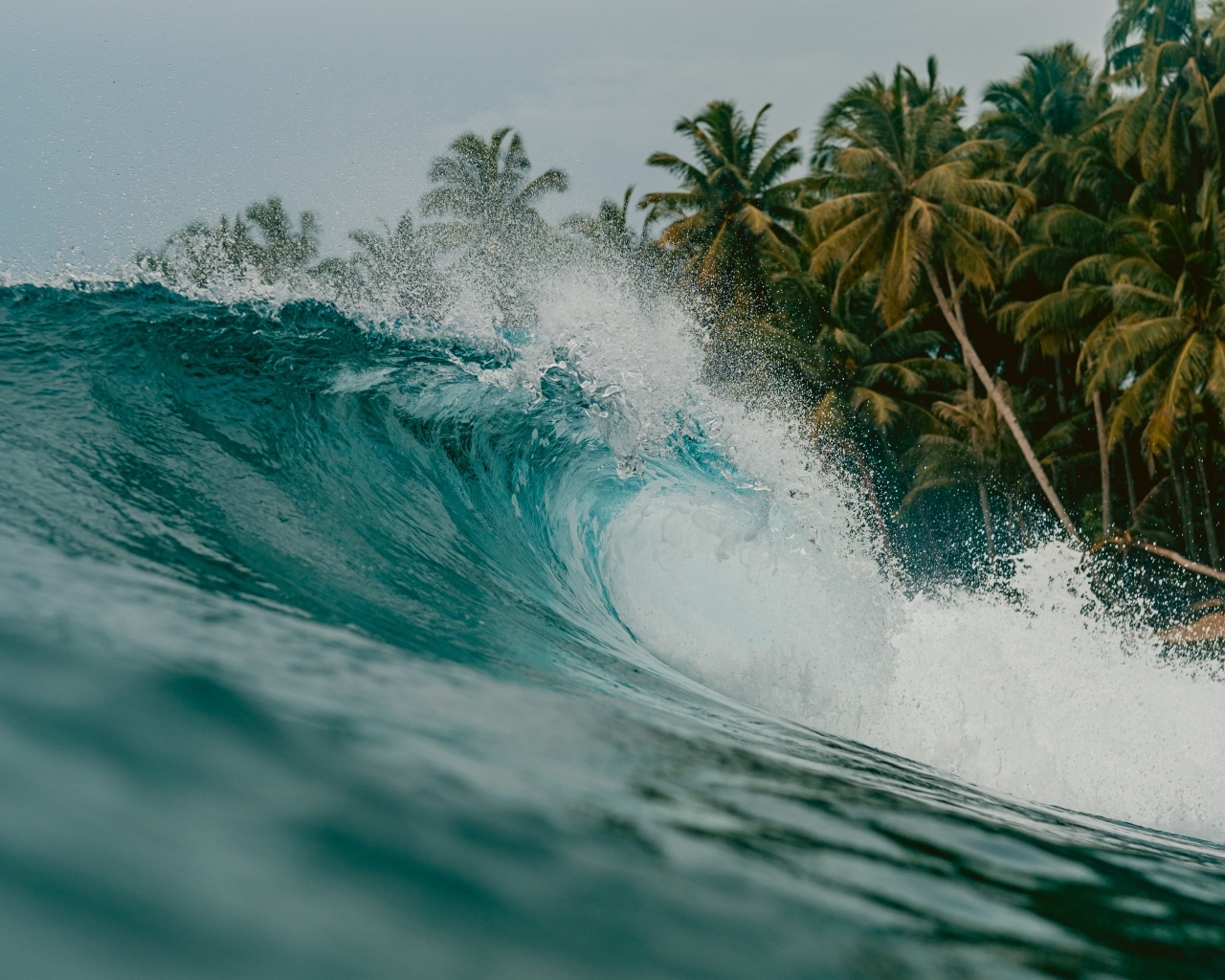 Высокая волна с пальмами на берегу моря