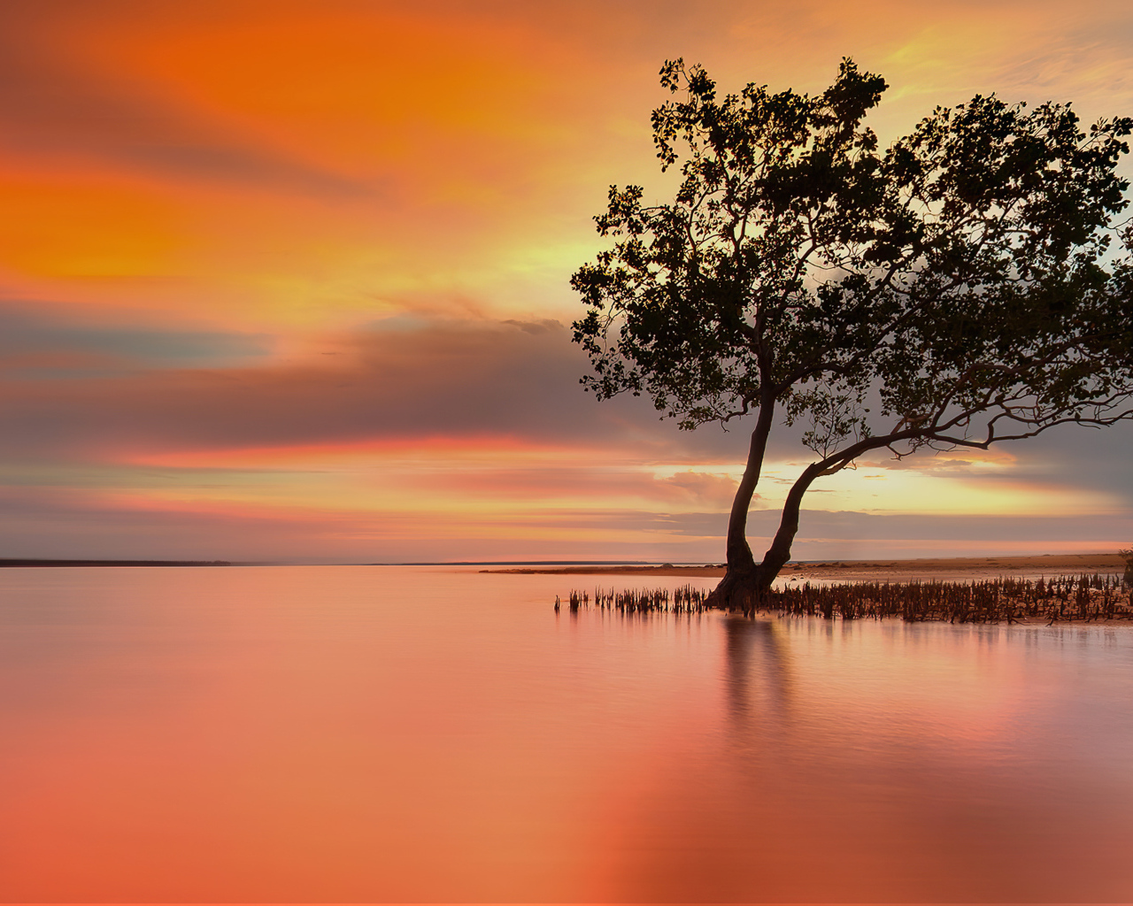 Одинокое дерево в озере на закате солнца