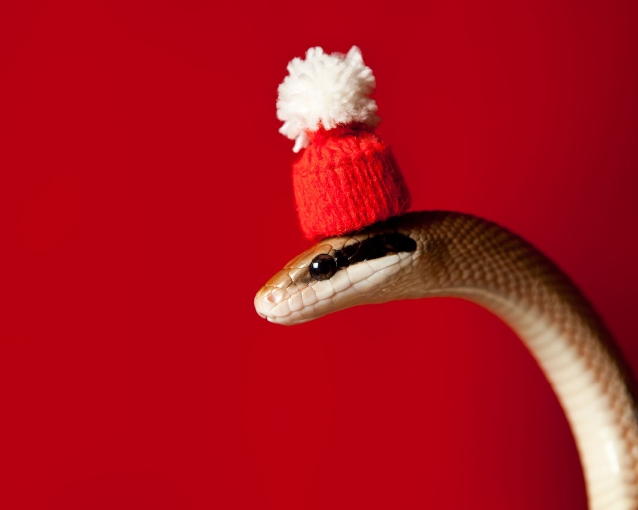Змея в новогодней шапке на красном фоне