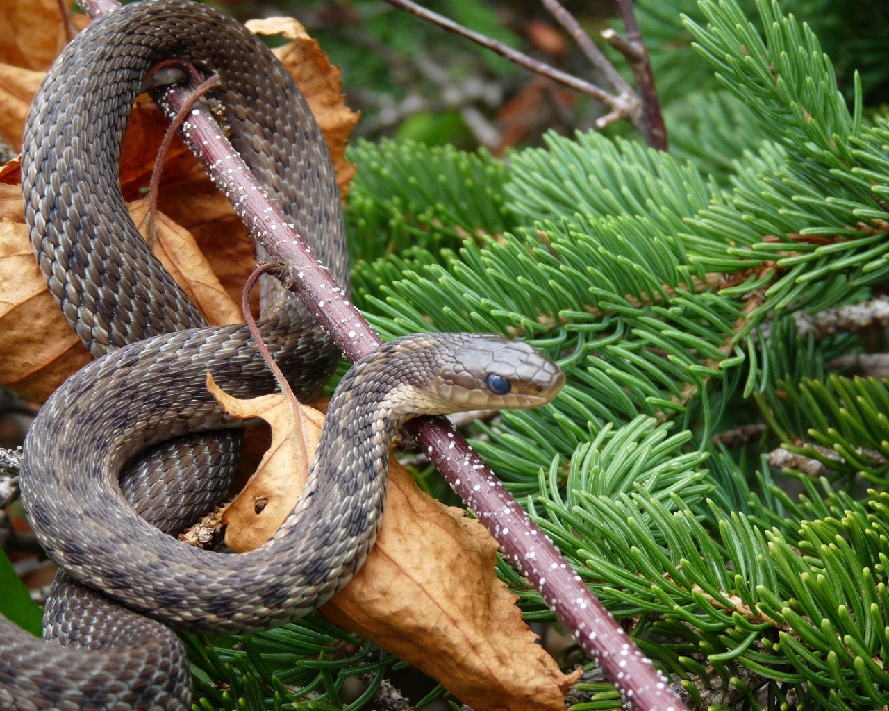 Змея с зелеными еловыми ветками на новый год 2025