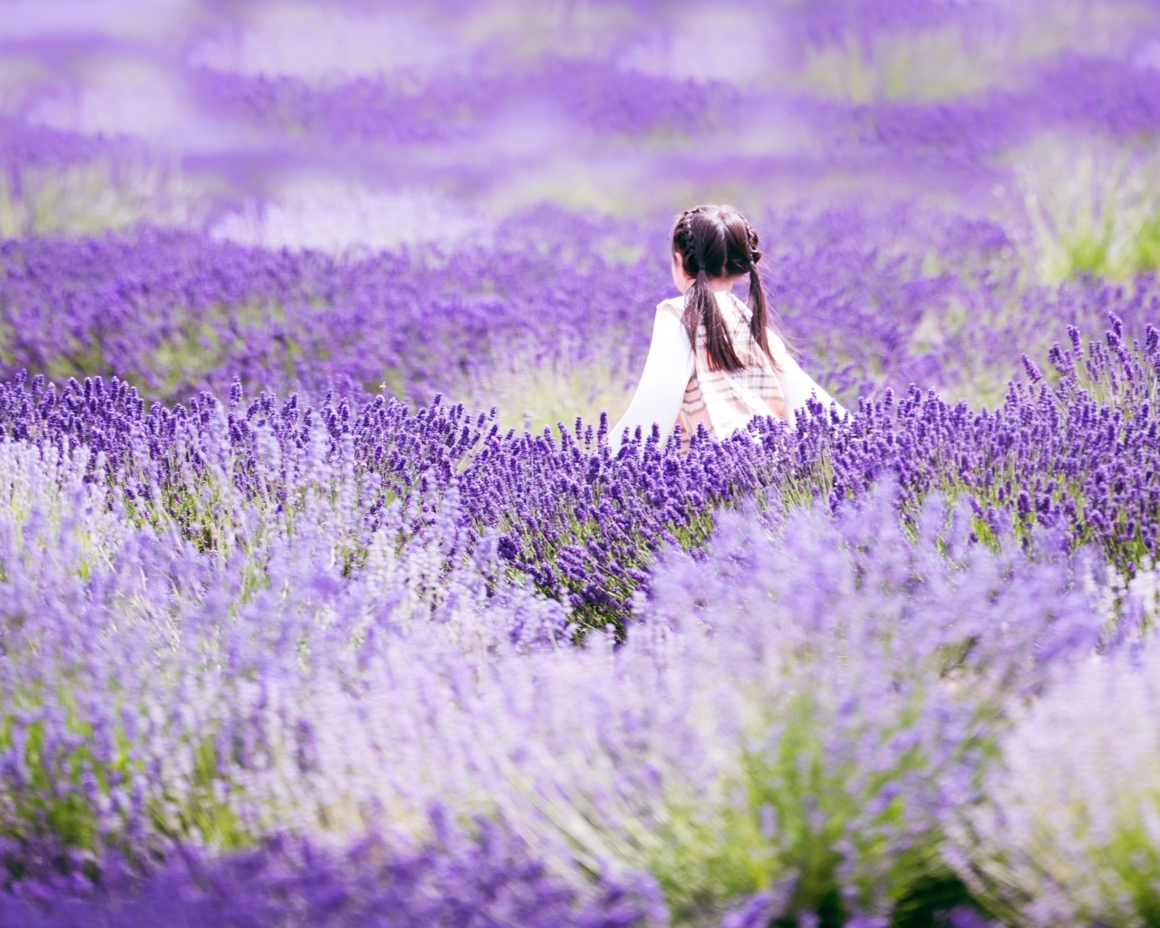 Маленькая девочка гуляет по лавандовому полю