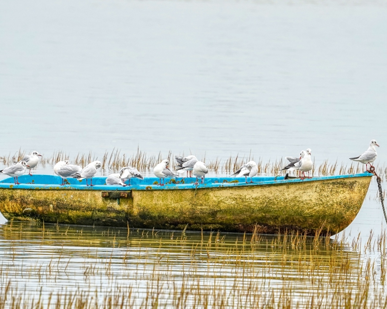 Чайки сидят на старой лодке на берегу реки
