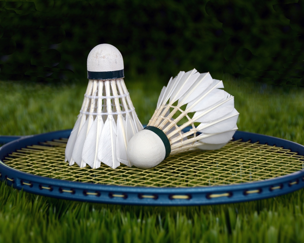 Два волана и ракетка для игры в бадминтон на траве