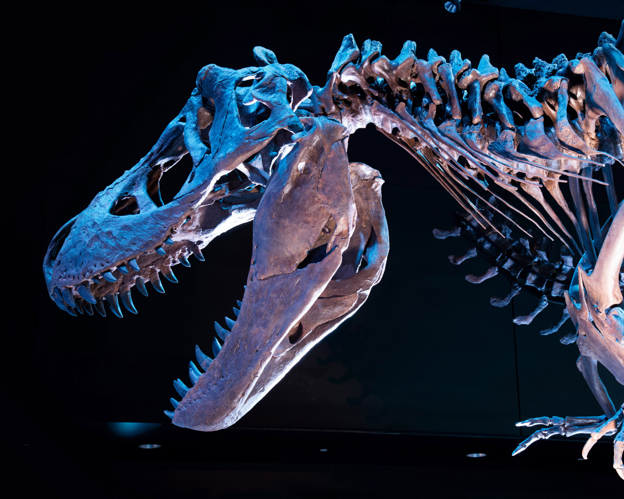 Скелет тираннозавра на черном фоне