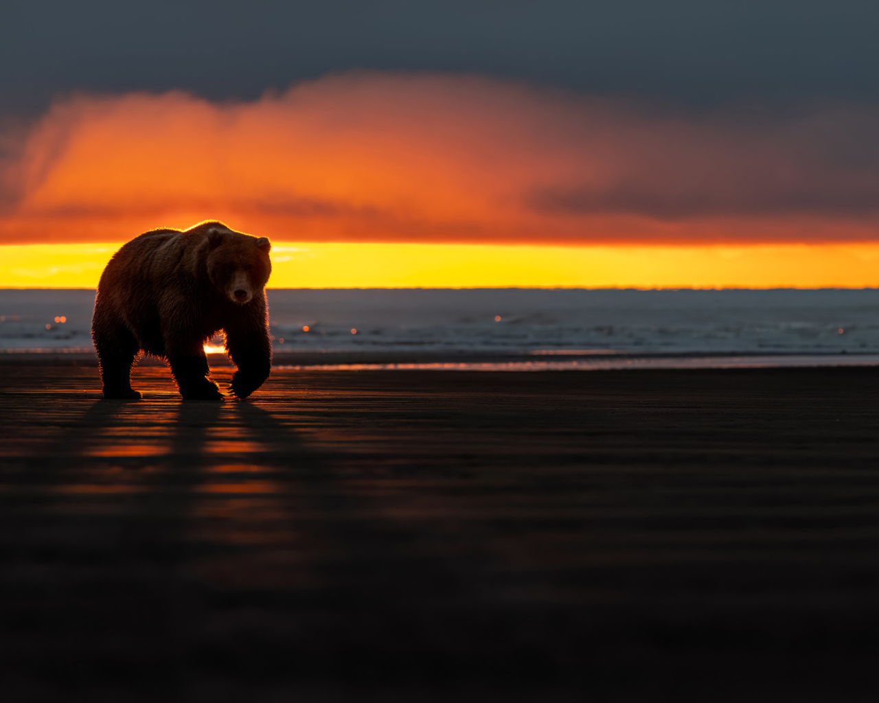 Большой бурый медведь у моря на закате