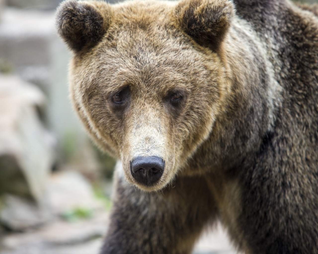 Большой бурый медведь с черным носом