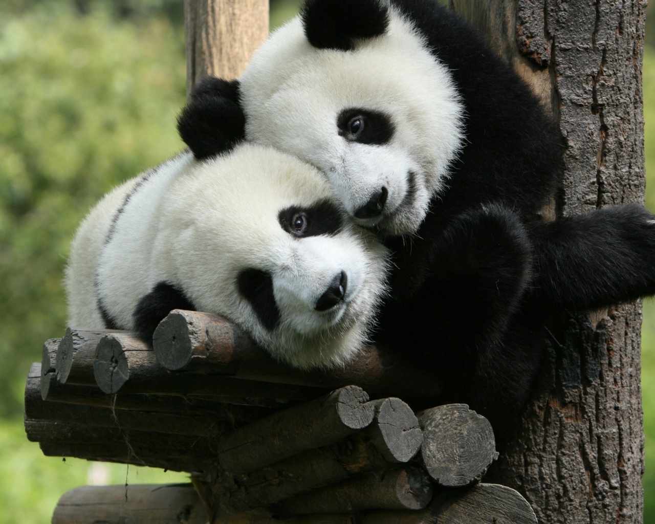 Две маленькие панды в зоопарке 