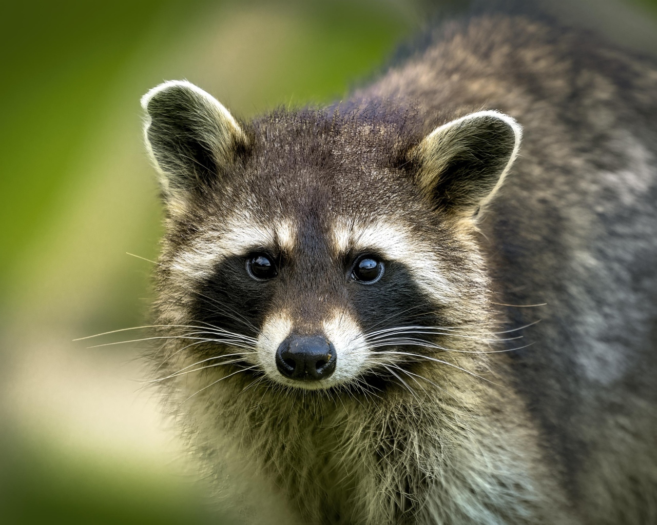 Милый енот с черным носом