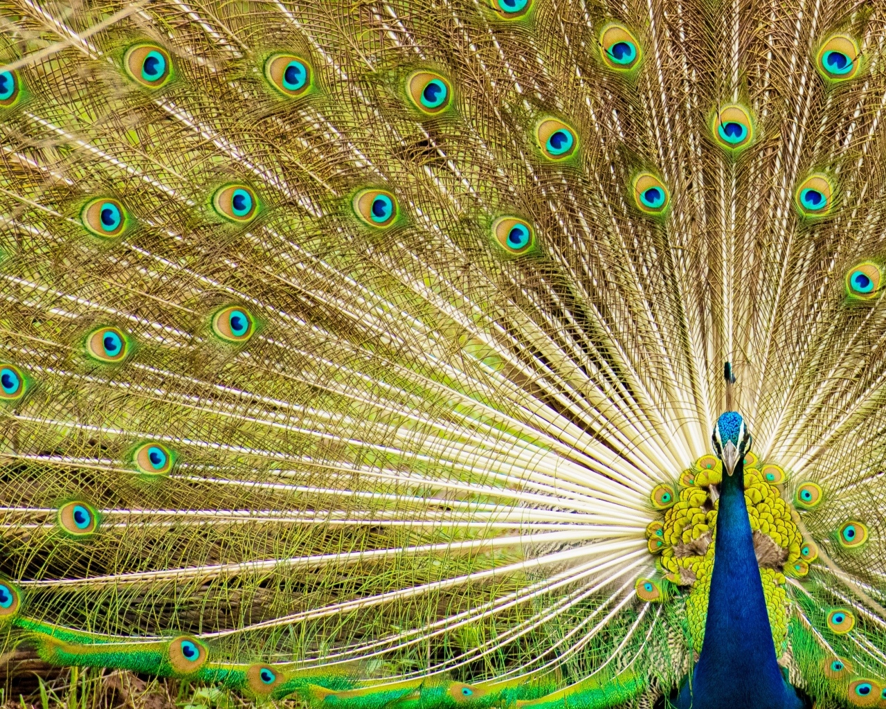 Красивый павлин расправил хвост 