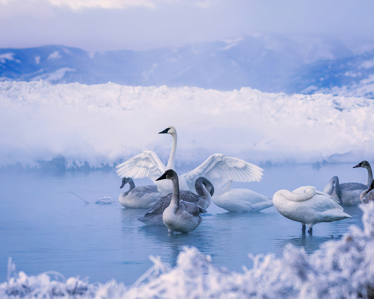 Стая диких лебедей в озере зимой