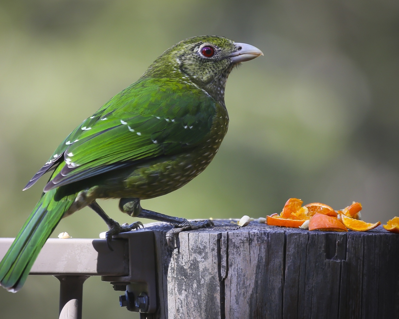 Зеленая птица на пне ест апельсиновые корки
