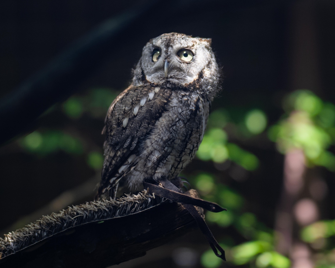 Серая сова сидит на ветке дерева в лесу