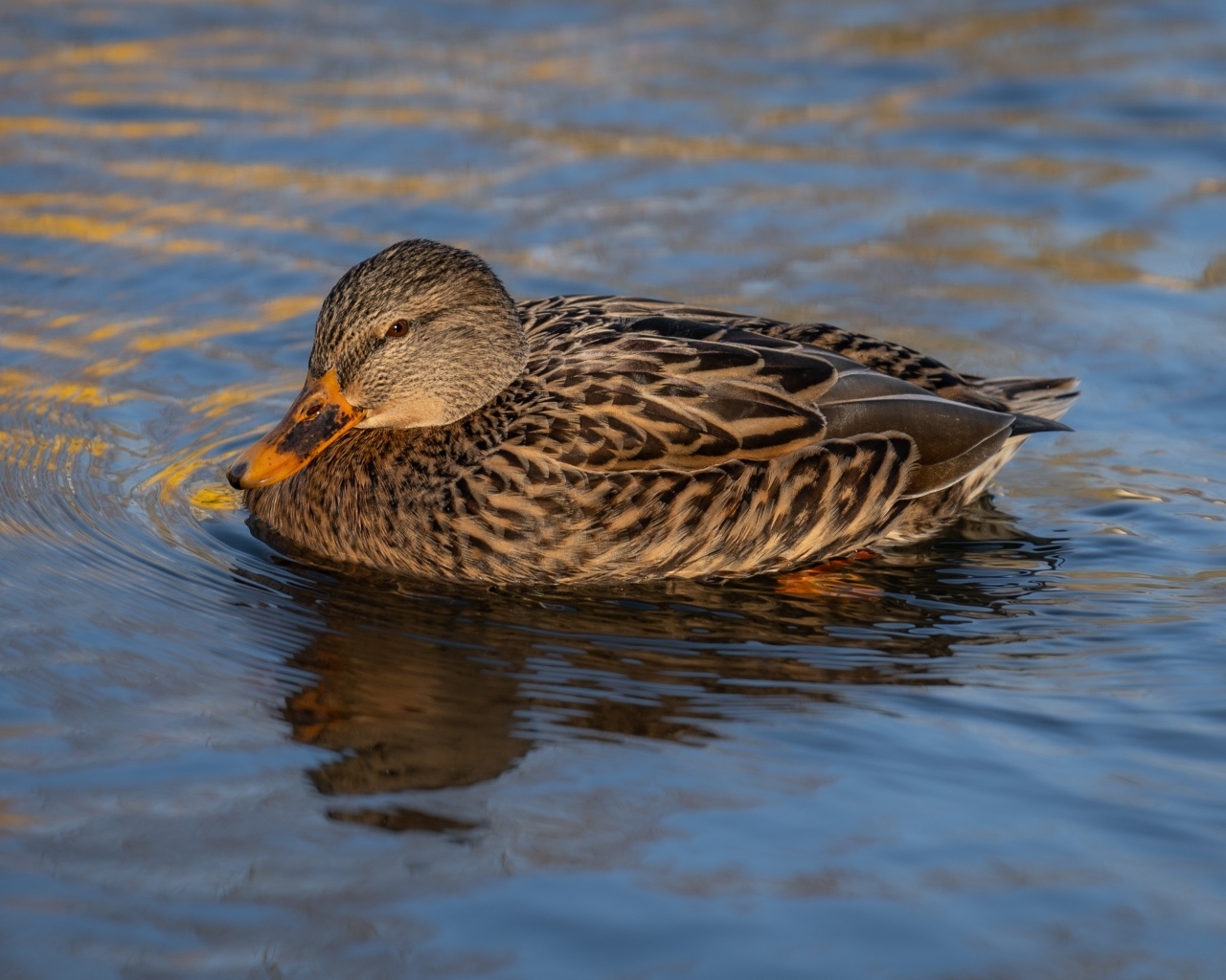 Серая дикая утка плавает в воде