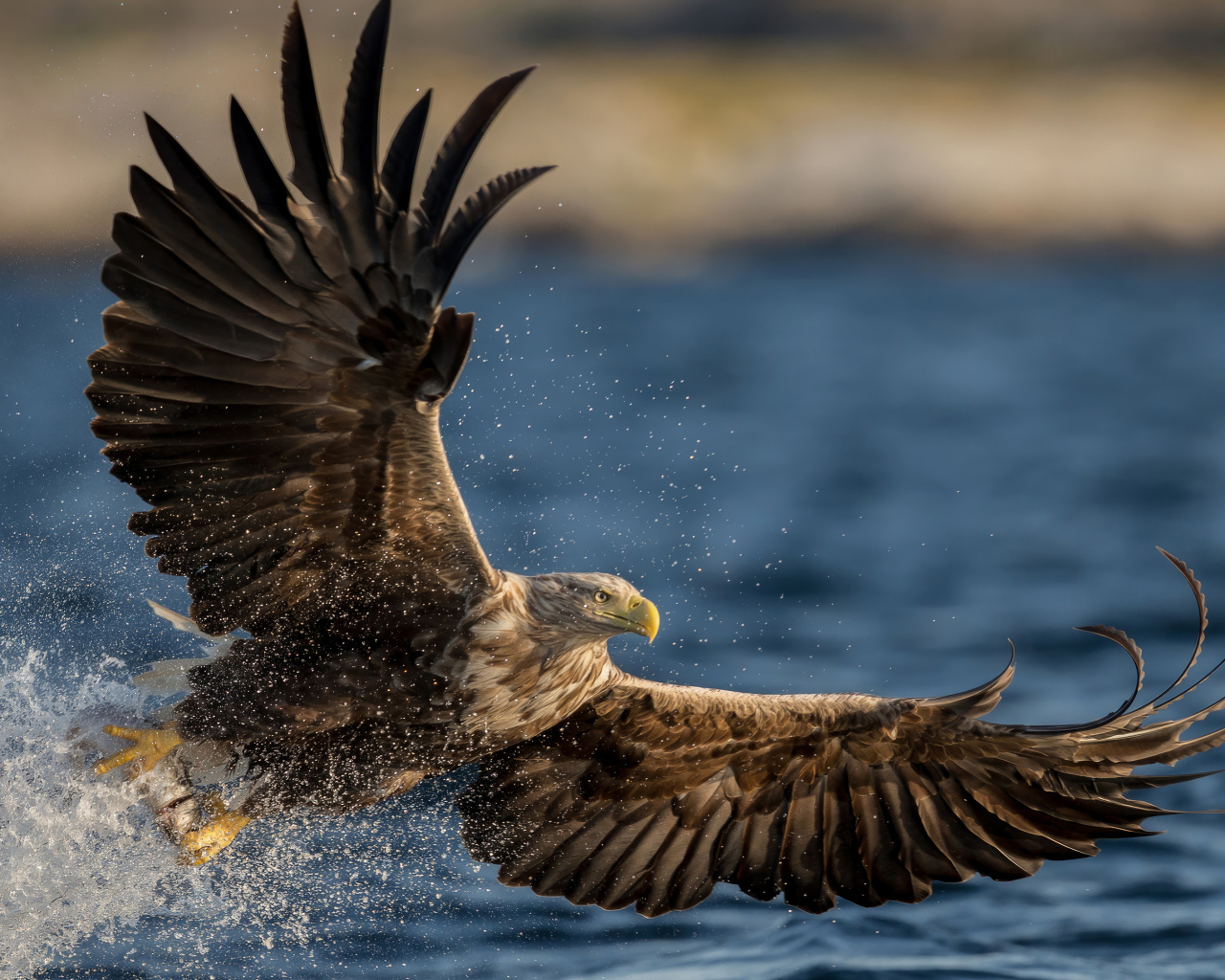 Большой орел охотится в воде