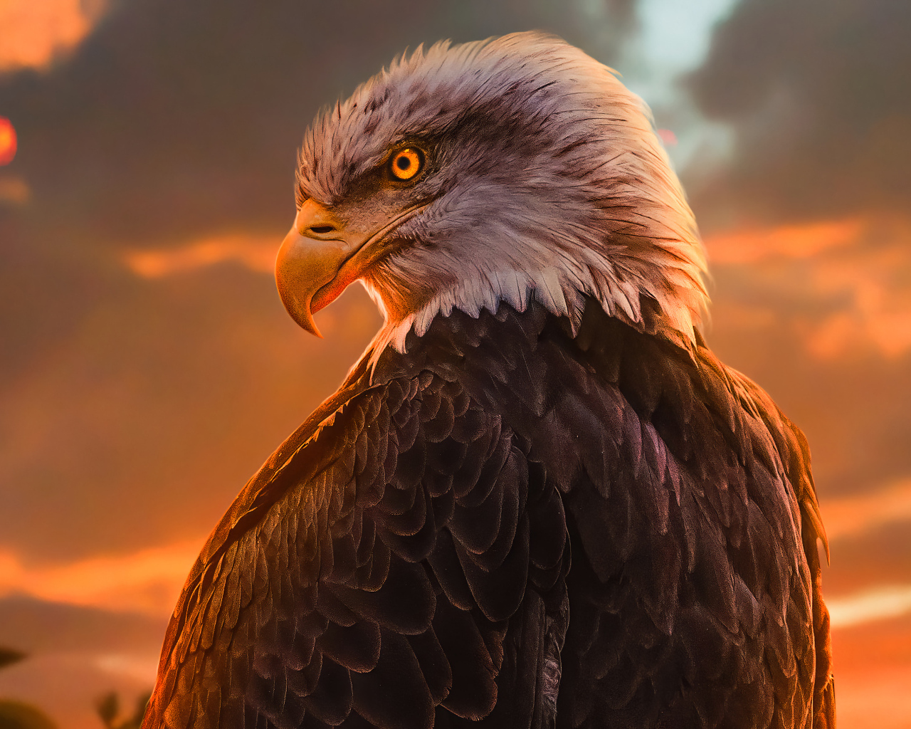 Большой хищный орел с яркими глазами