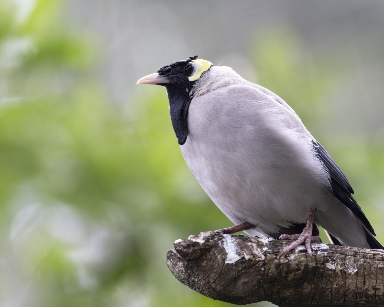 Большая серая птица сидит на ветке