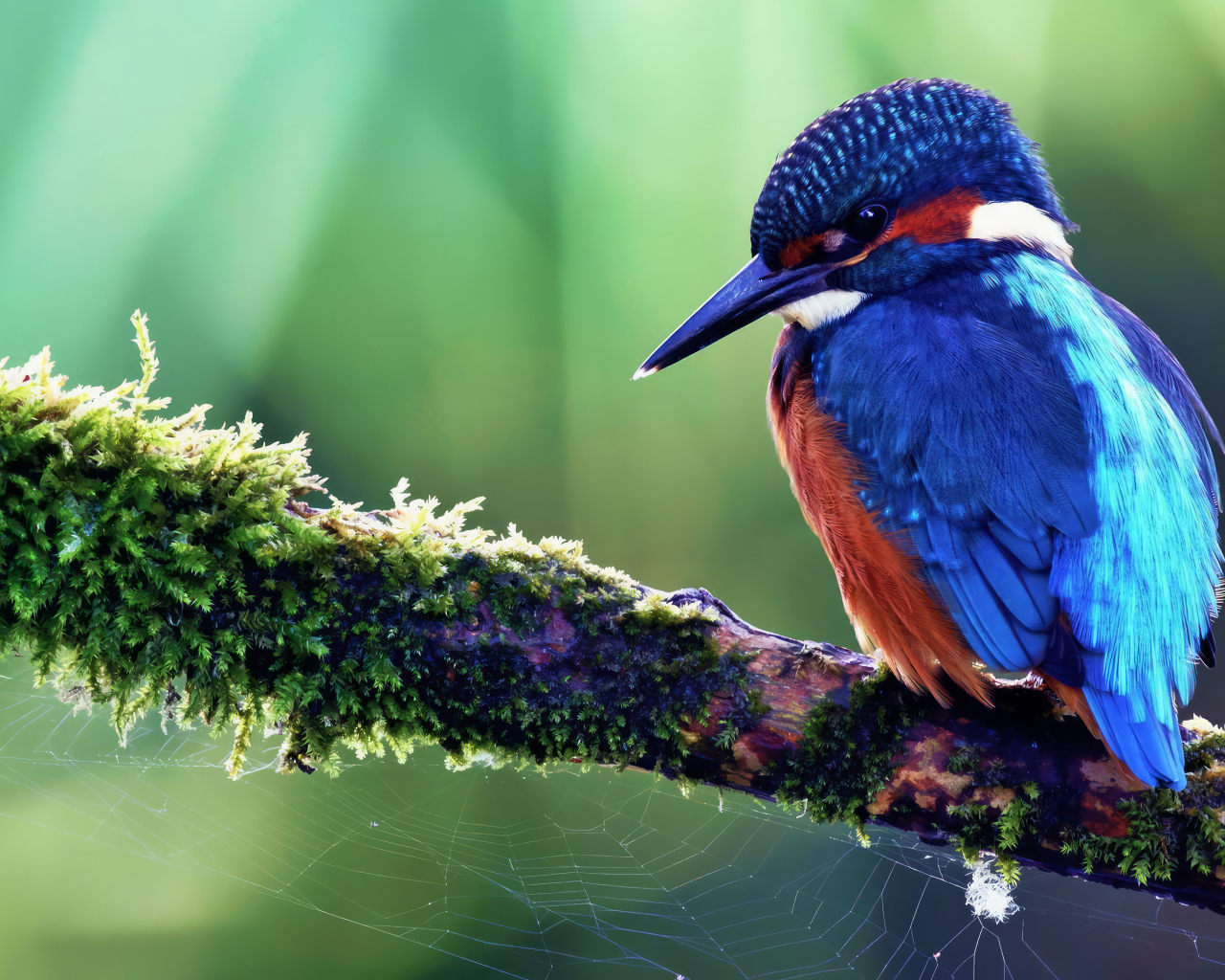 Маленькая синяя птица зимородок сидит на ветке