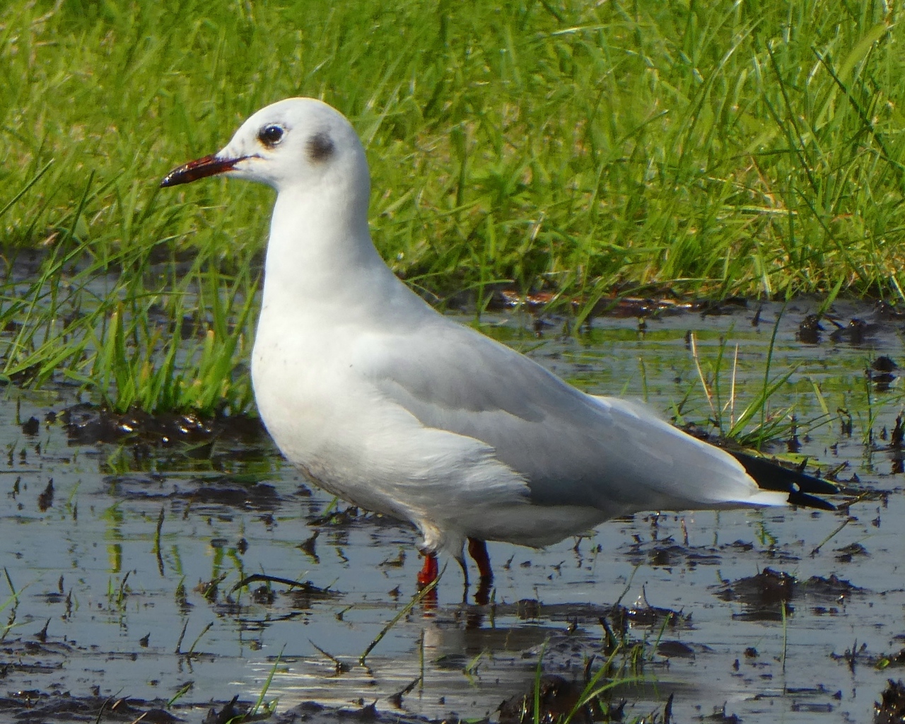 Белая чайка стоит в воде 