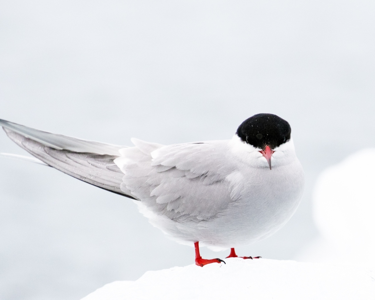 Арктическая чайка сидит на снегу
